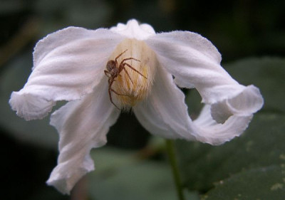 Integrifolia-alba.jpg