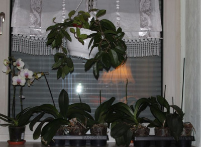 Fensterbank Hangkamerstr..jpg