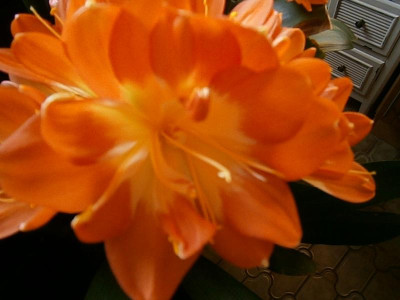 clivia blüte mit 13 petalen 005.JPG
