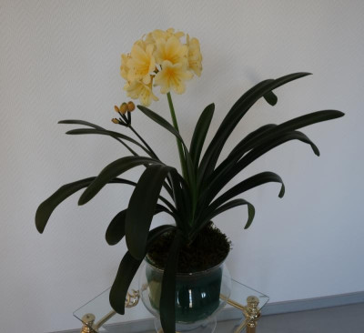 Gelb blühende Klivie2 - 25.1.2016.jpg