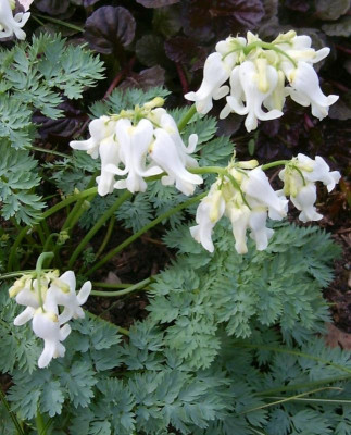 dicentra ivory hearts 2007-05-30.jpg