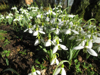 Galanthus 20160125_02.jpg