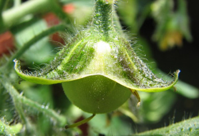 Pendulina1.07.06_-003.jpg