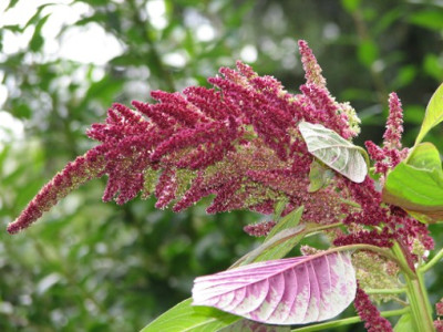 Amarant-16.08.06_033.jpg