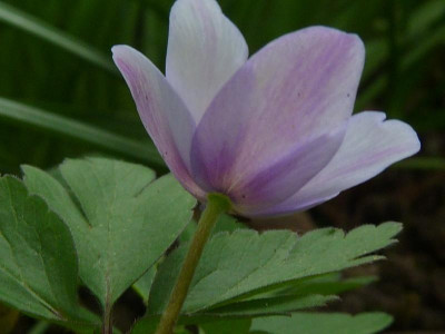 A.nem Bowle's Purple 2 2013.jpg