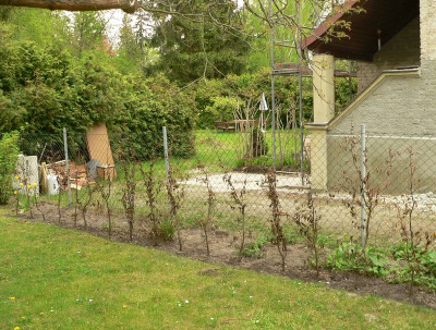 Hainbuchen_2010.jpg