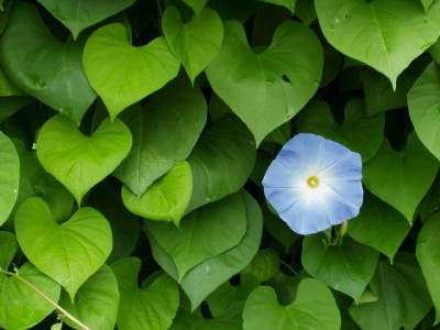 himmelblau.jpg