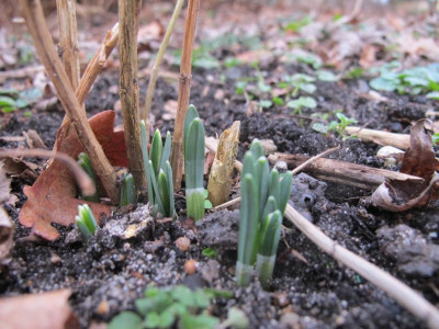 Galanthus und Phlox 27.1.16 ue.JPG