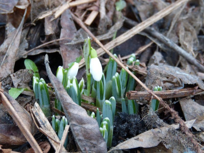 2016-01-27 Galanthus nivalis.jpg