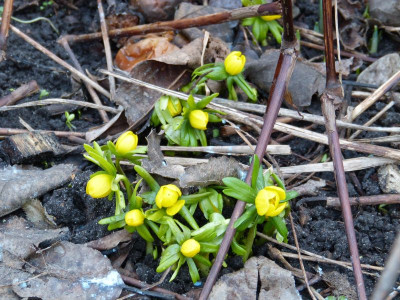 2016-01-27 Eranthis hyemalis.jpg