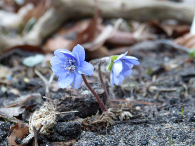 2016-01-27 Hepatica 'Blumenstadt Erfurt'.jpg