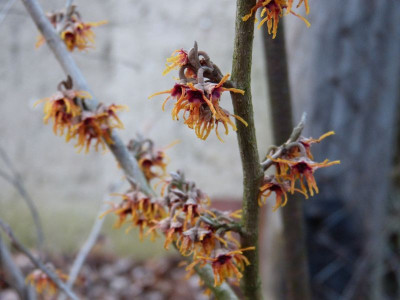 2016-01-27 Hamamelis 'Jelena'.jpg