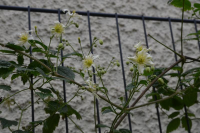 Clematis-Jasper.15-1.jpg