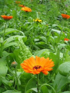 Ringelblumen1_1_2_1.JPG