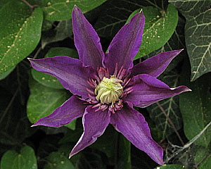 Clematis_JS1kl.jpg