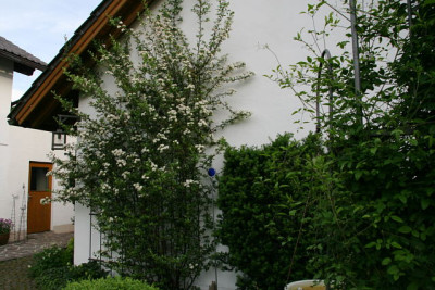 Feuerdorn0212a.jpg