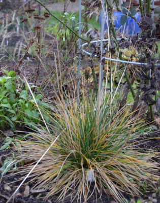 Deschampsia_cespitosa-Schottland.15-2.jpg