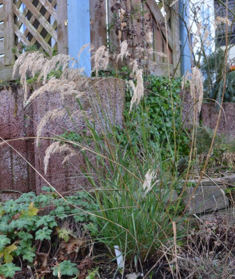 Calamagrostis-Lemperg.16-1.jpg
