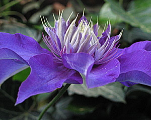 Clematis_JS2kl.jpg