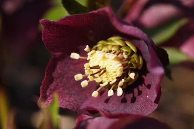 Helleborus1_unbek.jpg