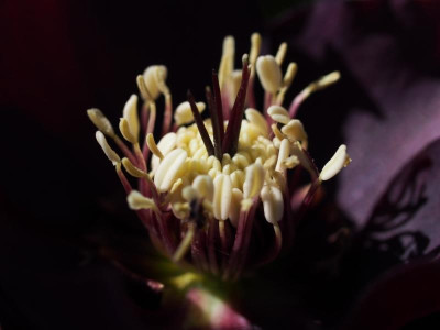 Helleborus2_unbek.jpg