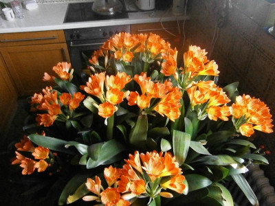 klivie und hyazinthe 011.JPG