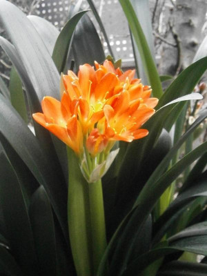 klivie und hyazinthe 027.JPG