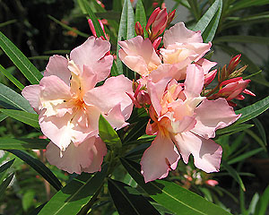 Oleander_JS2kl.jpg