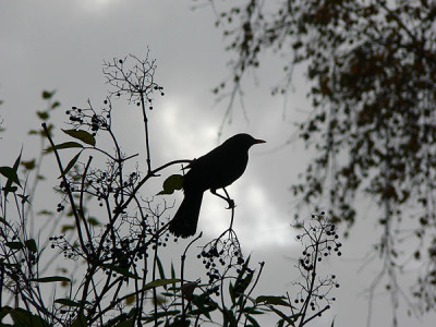vogelklein.jpg