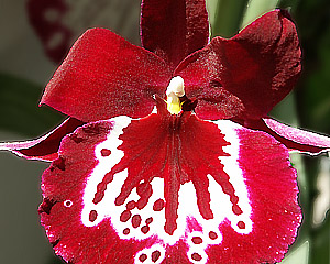 OrchideeM2_JSkl.jpg