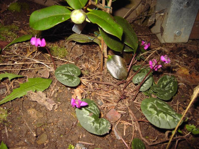 PICT0903.JPG