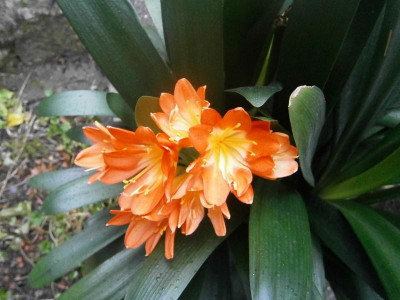 klivie und hyazinthe 028.JPG