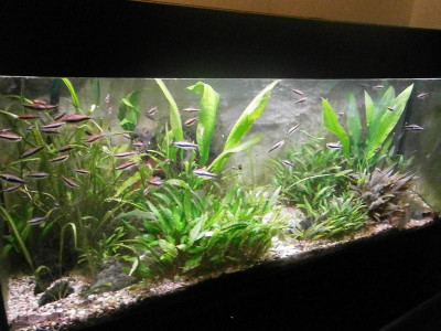 aquarium 16 003.JPG