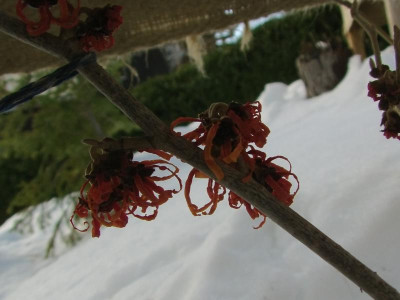 Hamamelis_Diane.JPG