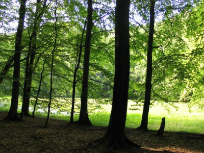 landschaft_waldrand_0508.jpg