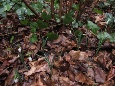 galantusatkinsii161.img.JPG
