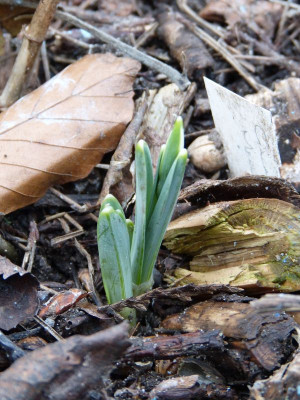 2016-01-29 Galanthus 'Merlin'.jpg