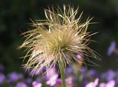 makro_pulsatilla_3225.jpg