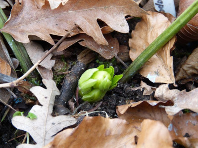 2016-01-29 Helleborus odorus.jpg