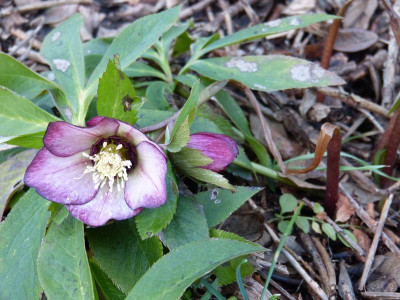 2016-01-28 Helleborus 'Roter Januar'.jpg