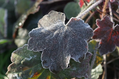 makro_reif_heuchera_1438.jpg