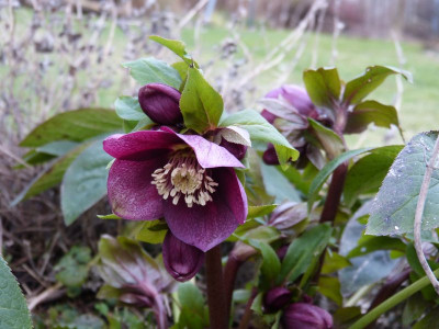 2016-01-29 Helleborus 1.jpg