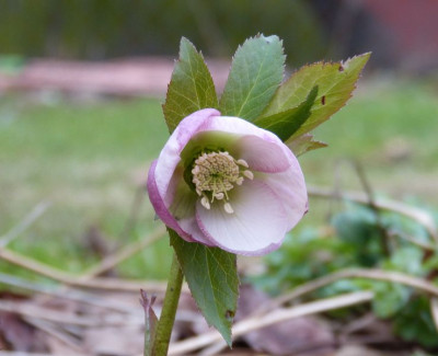 2016-01-29 Helleborus 2.jpg