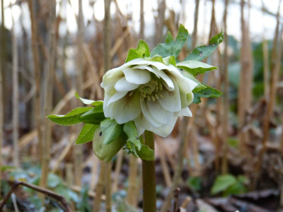 2016-01-29 Helleborus 3.jpg