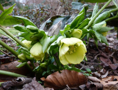 2016-01-29 Helleborus 4.jpg