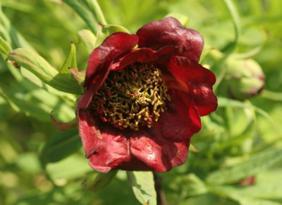 gehoelze_paeonia_delavayi_1651.jpg