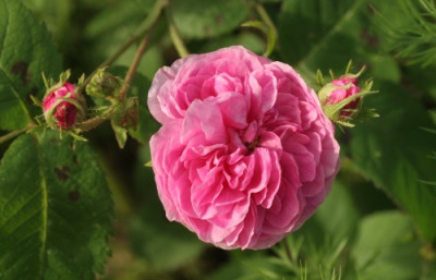 rosen_petite_de_hollande_3469.jpg