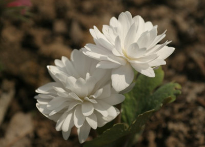 stauden_sanguinaria_canadensis_3097.jpg