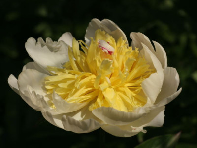 stauden_paeonia_saemling_j_1997.JPG