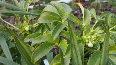 Helleborus argutifolius P1240358.JPG